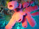 saracuba 137 